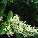 Ligustrum ovalifolium fleur